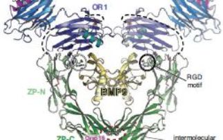How human endoglin captures its ligand BMP9