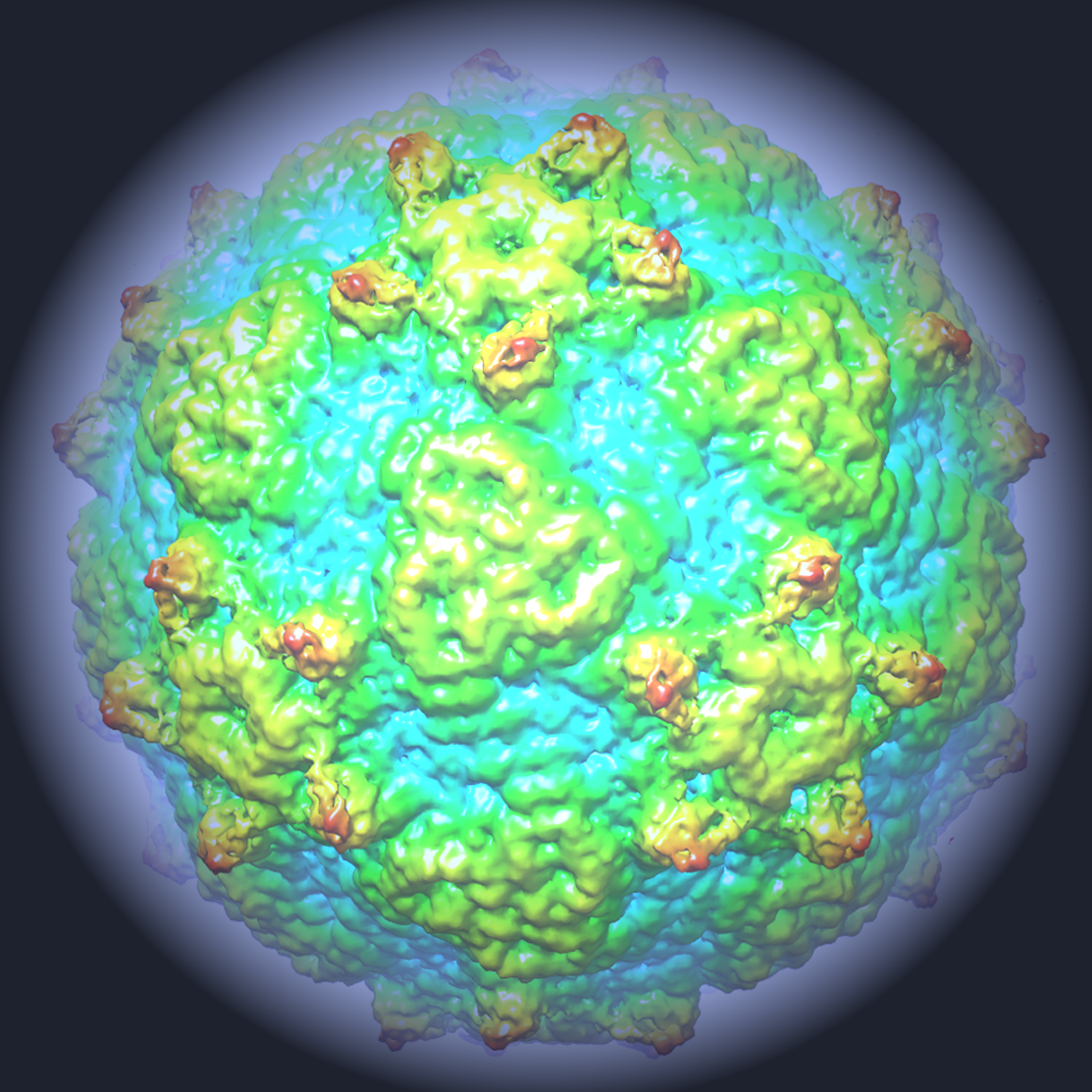 3D reconstruction of Ljungan virus particle viewed down the three-fold axis. Courtesy of STRUBI, University of Oxford