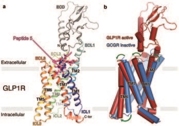 Figure 1: Structure of GLP1R in complex with Peptide 5 and conformational changes occurring
<br/>upon peptide binding; (a) ribbon representation of GLP1R (TMD rainbow coloured from N- to
<br/>C-terminus; ECD coloured grey), as viewed from a plane parallel to the membrane. Peptide 5 is
<br/>shown in stick representation with carbon, nitrogen and oxygen atoms coloured purple, blue
<br/>and red respectively; (b) superposition of Peptide 5-bound GLP1R (red) onto antagonist bound
<br/>GCGR (blue; PDB ID: 5EE7). Green arrows depict the changes in TM positions.