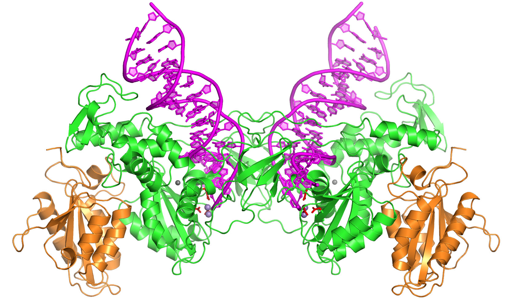 A tetramer of PFV integrase assembled on viral DNA ends (PDB ID 3L2S). Research published in Nature by Imperial College London. The protein molecules are shown as cartoons in green and orange and viral DNA in magenta. Red sticks represent side chains of the invariant active site carboxylates; grey spheres are the essential metal atoms.    