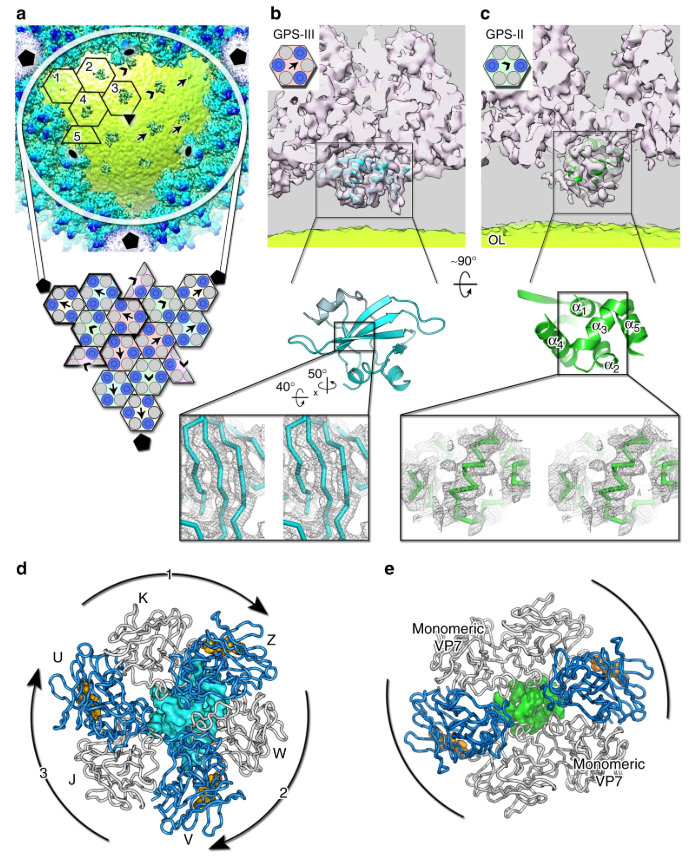 GPS proteins beneath the capsid shell. 