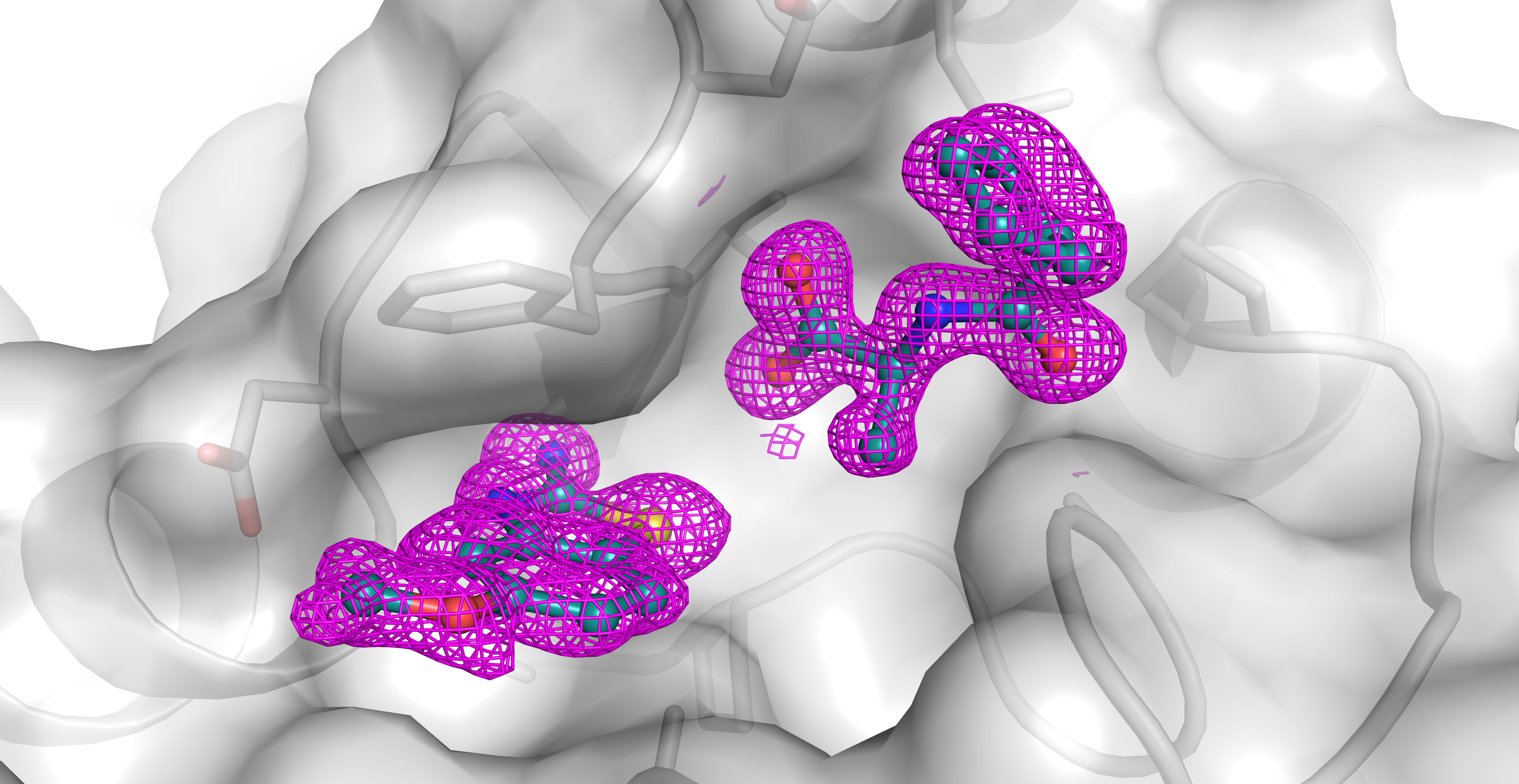 Two ligands captured in a combi-soak of macrodomain 1 protein from SARS COV2