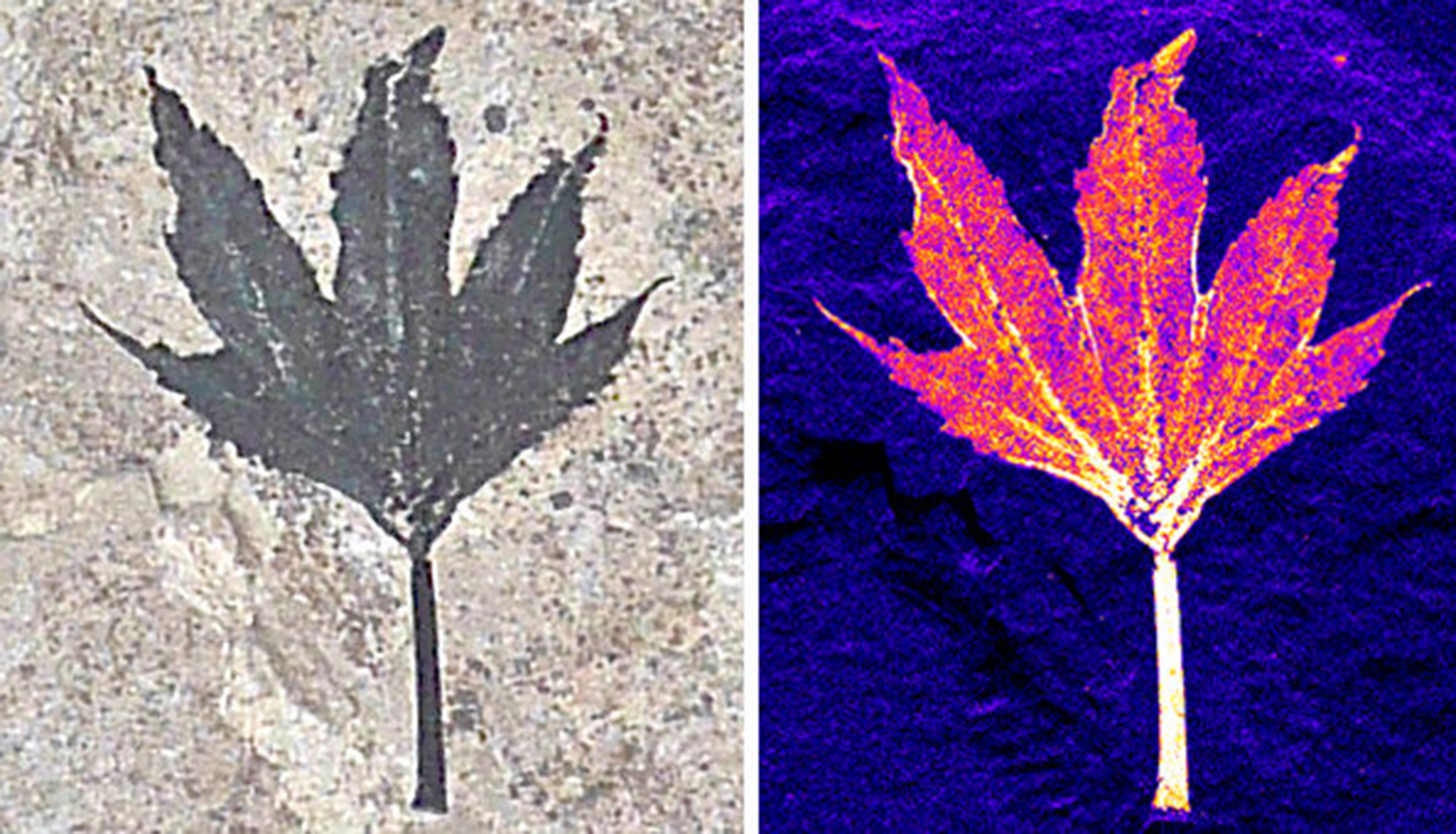 Optical (left) plus copper  X-ray false color image (right)  of 50 million year old fossil leaf. False color image: colour intensity indicates relative concentration. Copper is contained within organic compounds derived from the original plant chemistry. Image width ~23 mm.  Data acquired at Stanford Synchrotron Radiation Lightsource, a national user facility operated by Stanford University on behalf of the U.S. Department of Energy, Office of Basic Energy Sciences. 