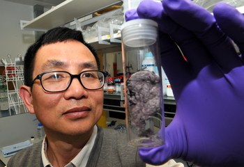 Dr Fei Cheng from the University of Hull with a sample of metal nanoparticles to be used in an experiment on the new Core EXAFS beamline at Diamond Light Source.