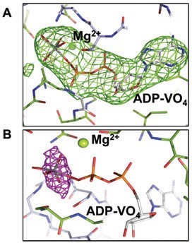 Figure 2: Electron density maps. (A) Clear |Fo|-|Fc| electron density map (green mesh
<br/>contoured at 3 s) could be observed around the ADV-VO4 molecule after molecular
<br/>replacement. ADV-VO4 is only shown for clarity but it was not included in the refinement. (B)
<br/>Anomalous difference electron density map (pink mesh) around the vanadate, from data
<br/>collected close to the vanadium edge, 2.26 Å. The map is contoured at 10σ. McjD and ADV-VO4
<br/>are shown as sticks. The magnesium ion is shown as green sphere. The ADV-VO4 carbons are
<br/>coloured grey, oxygens red, phosphate orange and vanadate dark grey.