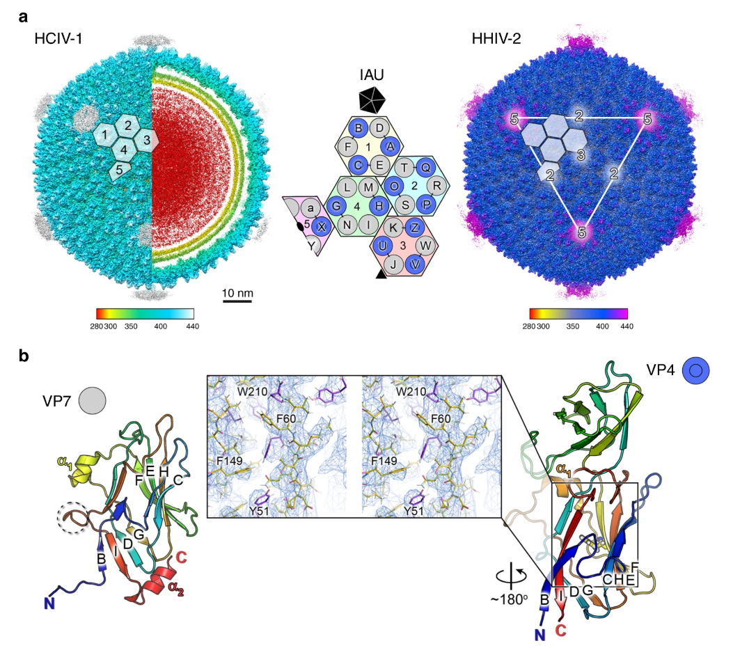 Cryo-EM density maps of HCIV-1 and HHIV-2 and MCPs. 