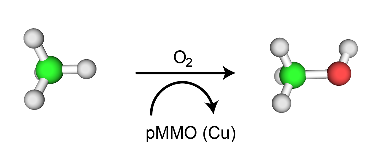 Conversion of methane to methanol in methanotrophic bacteria is performed by pMMO, which requires copper. Courtesy of Neil Paterson.