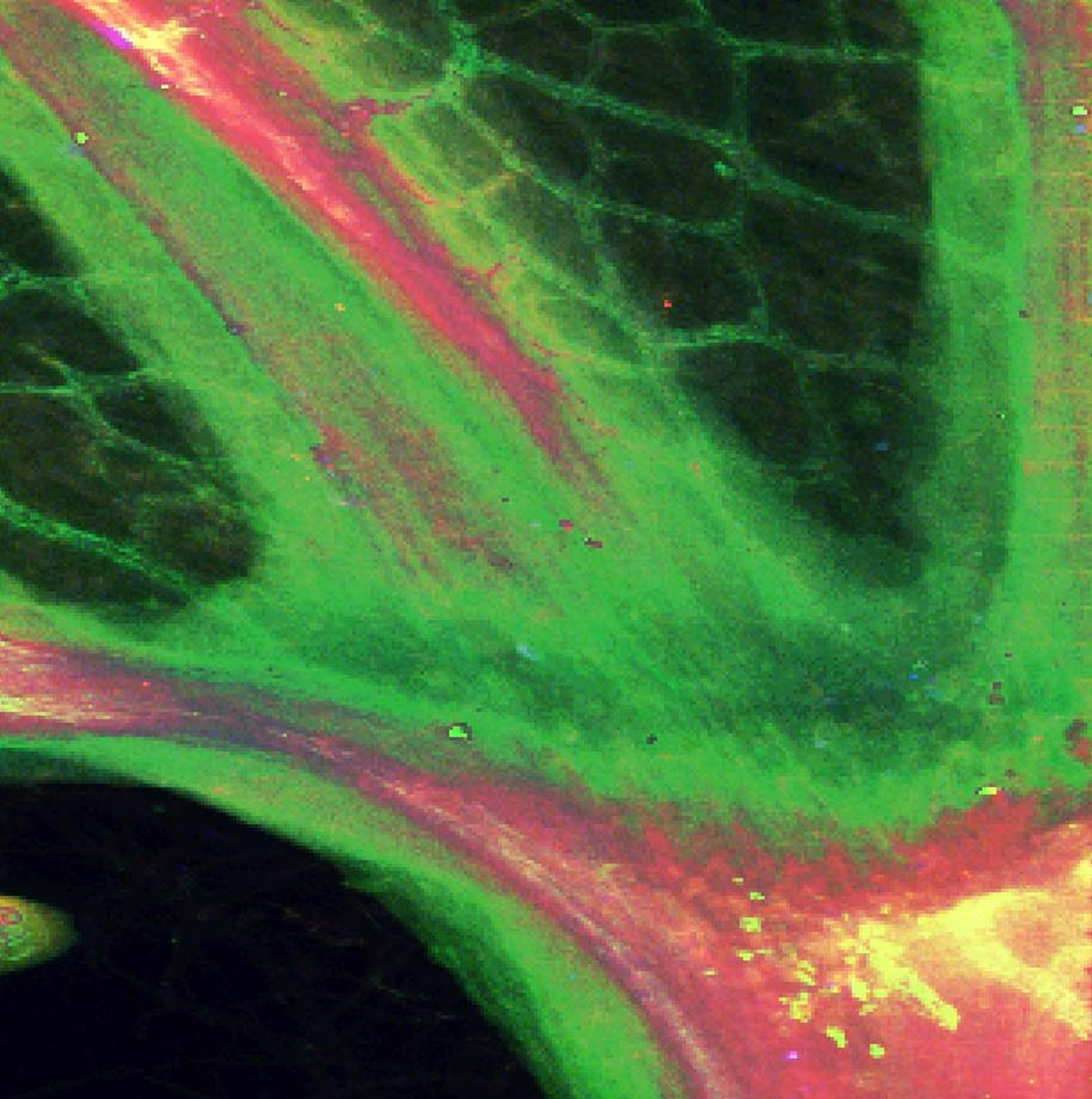Image 3) False colour image of copper (red) and zinc (green) distribution within a modern leaf (A. pseudoplatanus). The distribution of these metals defines the vascular system. Image width ~3 mm. Image from data acquired at the Diamond Light Source, the UK’s national synchrotron science facility.  