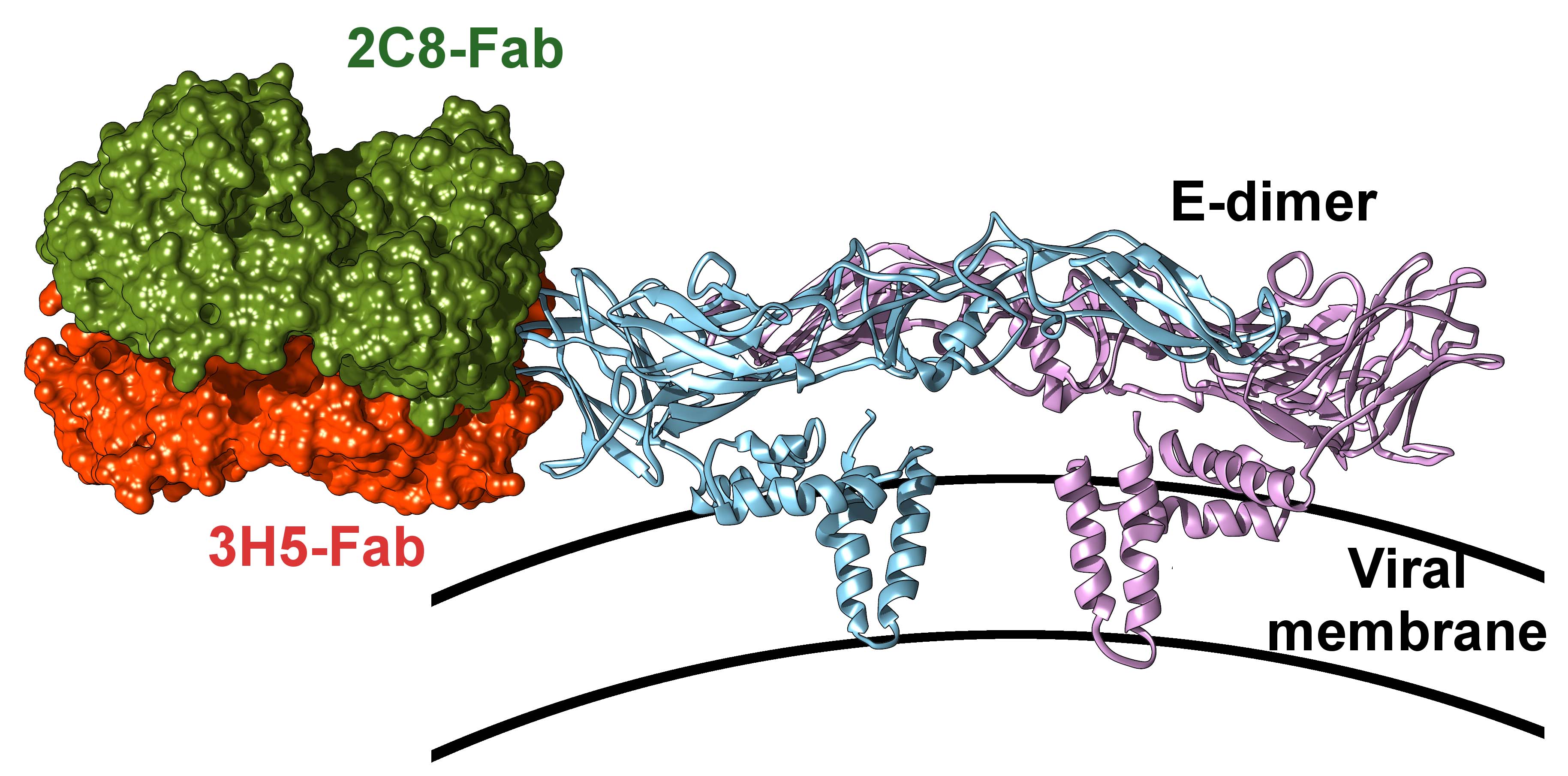 Fab binding in the context of the mature virion. e, Comparison of 2C8 Fab and 3H5 Fab docked onto a E dimer. 2C8 (green) and 3H5 (orange) Fabs were docked onto PDB ID 3J27 by aligning the EDIII potion of the structures. The Fabs are shown as surfaces and the E dimer is displayed in cartoon representation. A side view is of the E dimer on the viral surface is shown. The approximate location of the viral membrane is shown schematically.