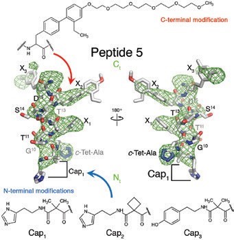 Figure 3: Details of Peptide 5 and its modifications. Peptide 5 is shown in stick representation
<br/>with carbon, nitrogen and oxygen atoms coloured white, blue and red respectively. FoFc omit
<br/>electron density map of Peptide 5 contoured at 2.5σ (green mesh). The N- and C-terminal
<br/>structure-guided modifications are shown in two dimensional chemical representations and
<br/>their positions highlighted by blue and red arrows respectively.
